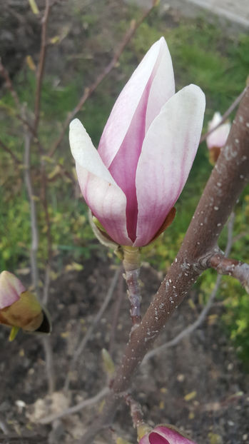 magnolia x soulangeana - Gradina si terasa PrimaLuce_8-Hello 2021