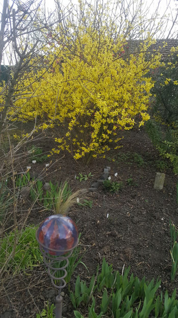 Forsythia spp -Goldregen - Gradina si terasa PrimaLuce_8-Hello 2021