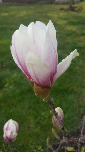 magnolia x soulangeana - Gradina si terasa PrimaLuce_8-Hello 2021
