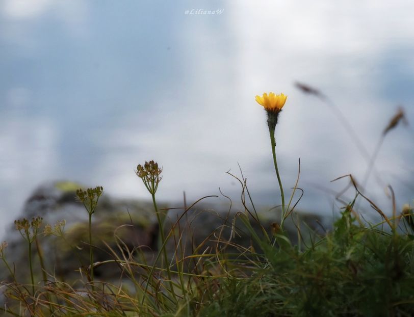  - 16 Lacul Capra și Căprița - Făgăraș 2020