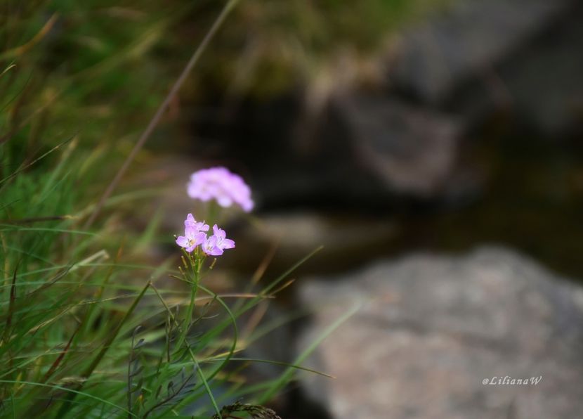  - 16 Lacul Capra și Căprița - Făgăraș 2020