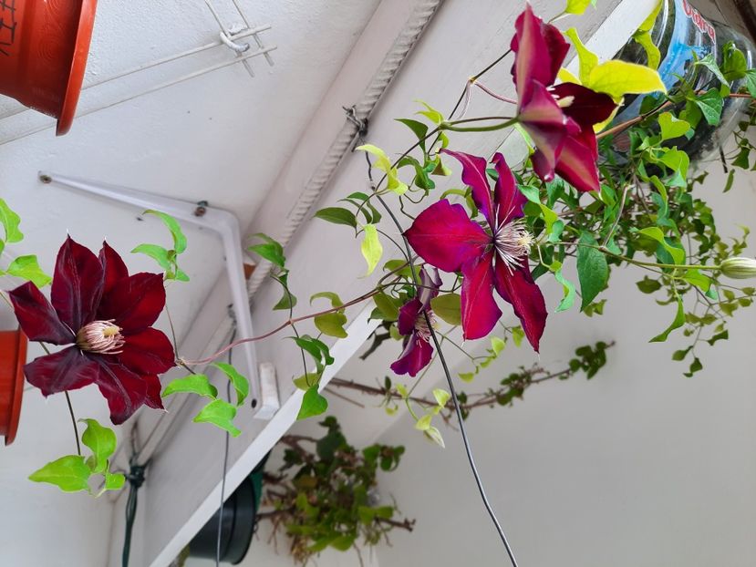  - CLEMATIS JULKA