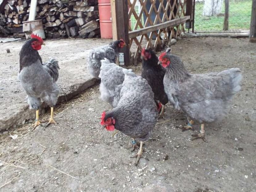  - 5 Plymouth albastru 2015-2022 arhiva