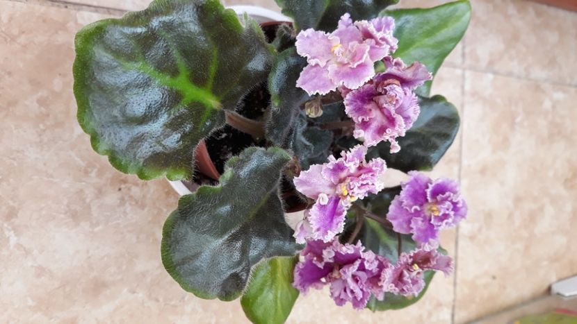  - Violete Africane