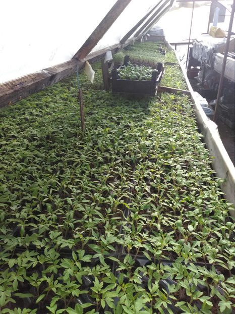  - Rasaduri de legume