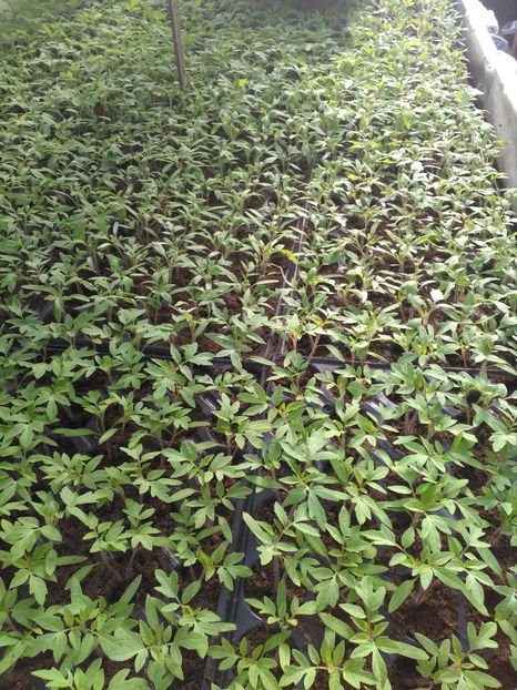  - Rasaduri de legume