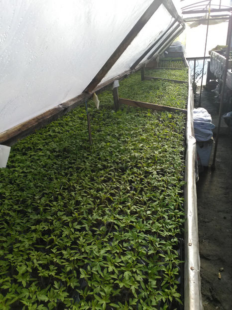  - Rasaduri de legume