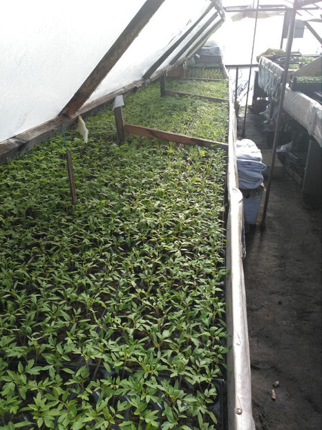  - Rasaduri de legume