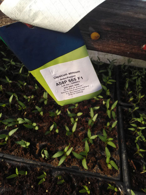  - Rasaduri de legume