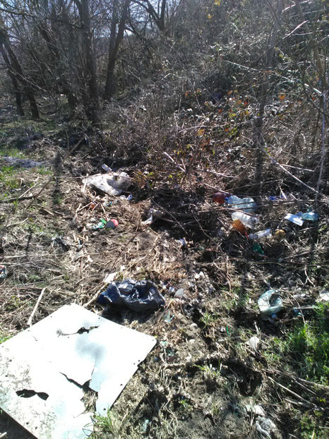  - Rasaduri de legume