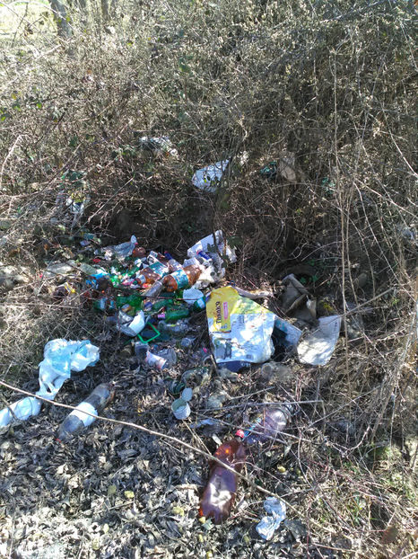  - Rasaduri de legume