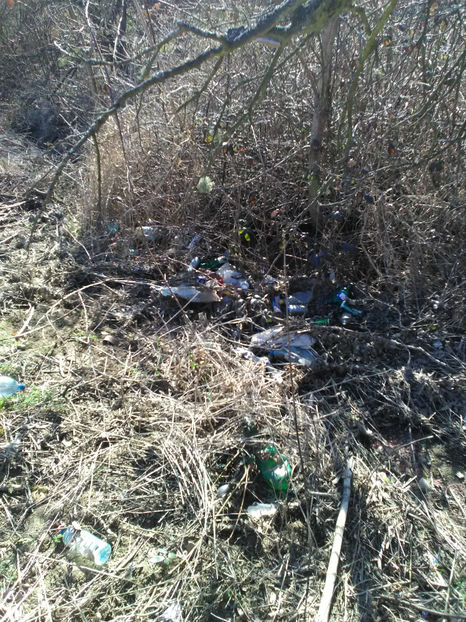  - Rasaduri de legume