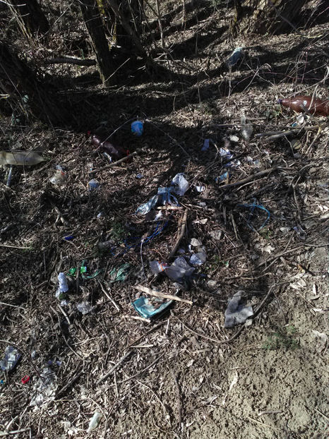  - Rasaduri de legume