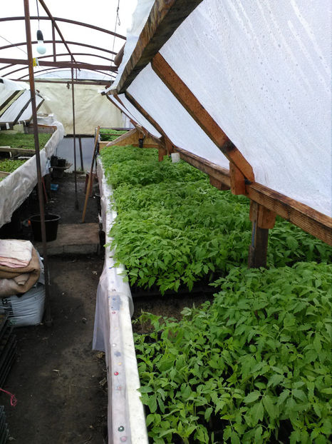  - Rasaduri de legume