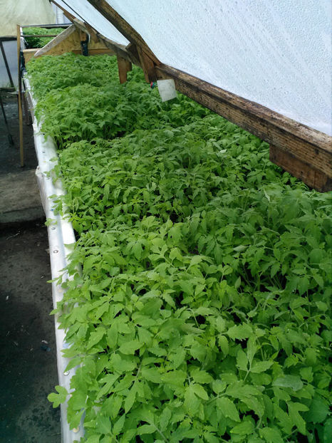  - Rasaduri de legume