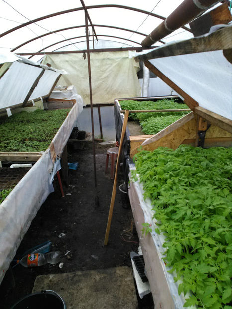  - Rasaduri de legume