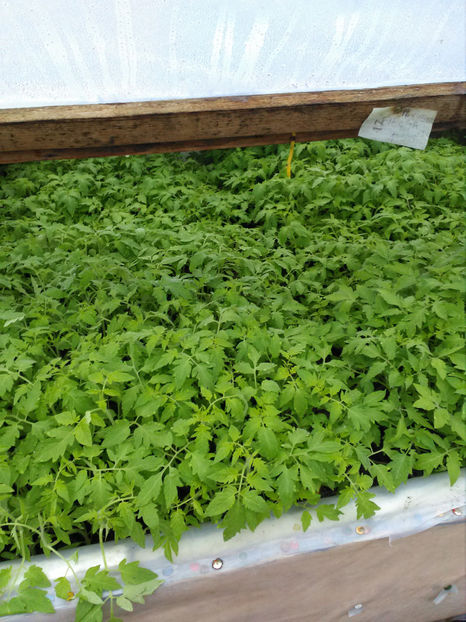  - Rasaduri de legume