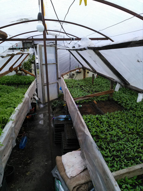  - Rasaduri de legume