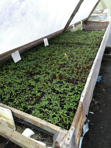  - Rasaduri de legume