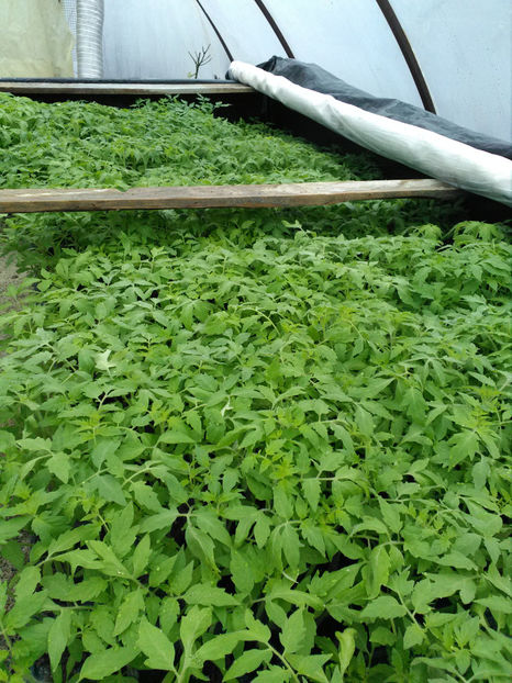  - VIND rasad rosii BYELSA