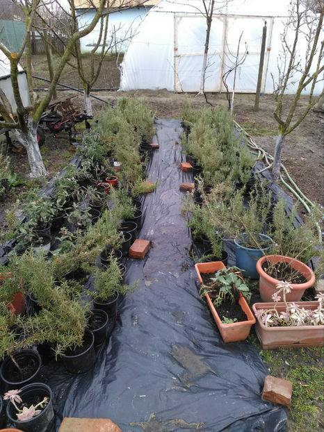  - Rasaduri de legume