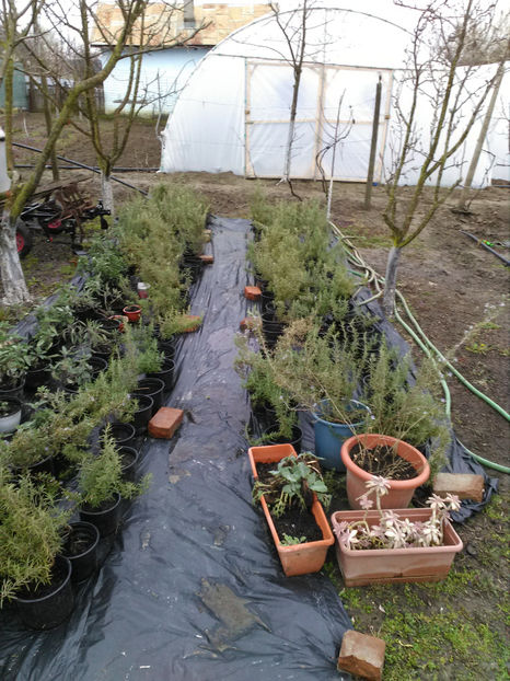  - Rasaduri de legume