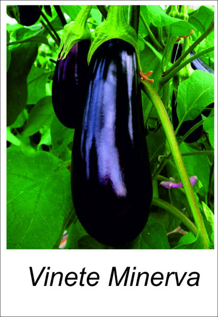 minerva - Vand rasaduri 2021