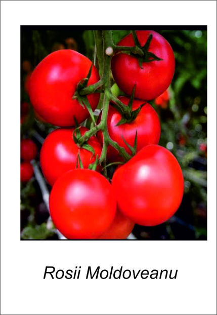 Moldoveanu - Vand rasaduri 2021