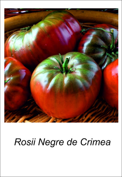 NEGRE de CRIMEEA - Vand rasaduri 2021