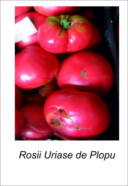 Uriase de Plopu/Stoc limitat - Vind rasaduri rosii Uriase de PLOPU