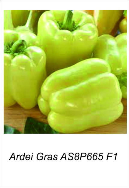 Ardei gras - Vand rasaduri 2021