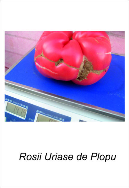 Uriase de Olopu - Vind rasaduri rosii Uriase de PLOPU