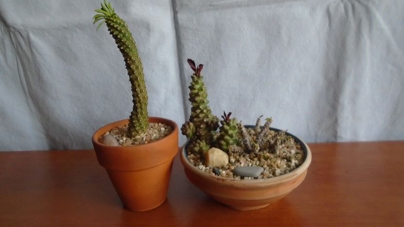 Euphorbia bubalina & Monadenium ritchiei si Euphorbia decaryi - Suculente 2020