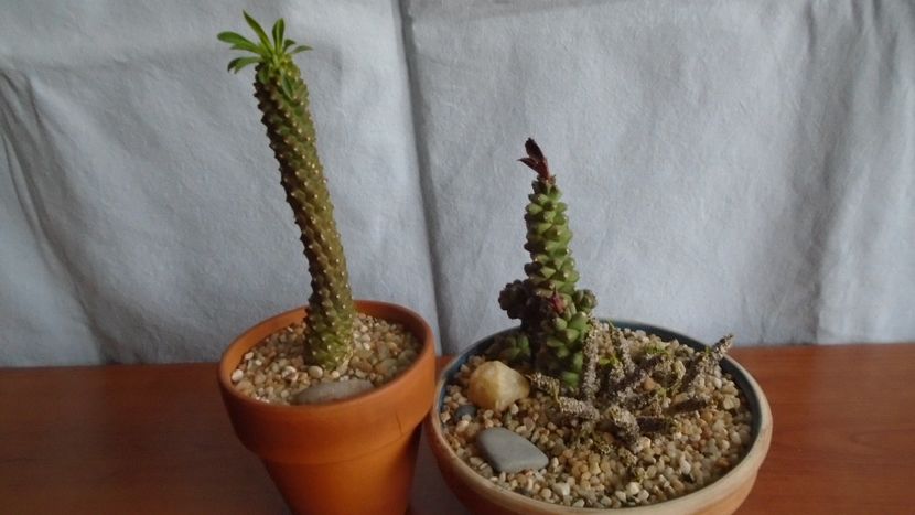 Euphorbia bubalina & Monadenium ritchiei si Euphorbia decaryi - Suculente 2020