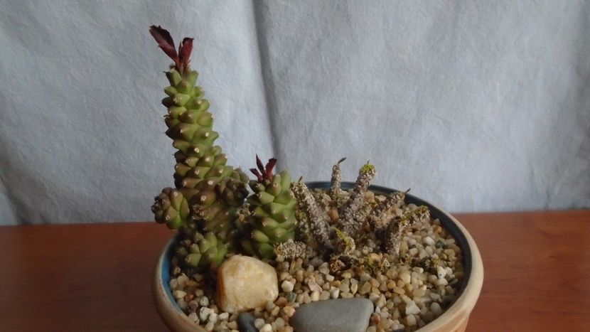 Euphorbia bubalina & Monadenium ritchiei si Euphorbia decaryi - Suculente 2020