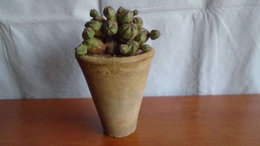 Euphorbia daisymontana (obesa x tubiglans) - Suculente 2020