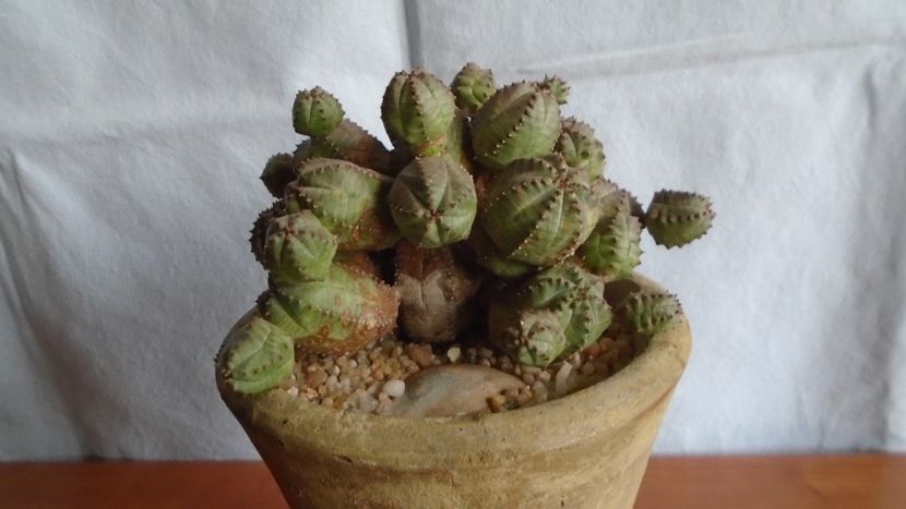 Euphorbia daisymontana (obesa x tubiglans) - Suculente 2020