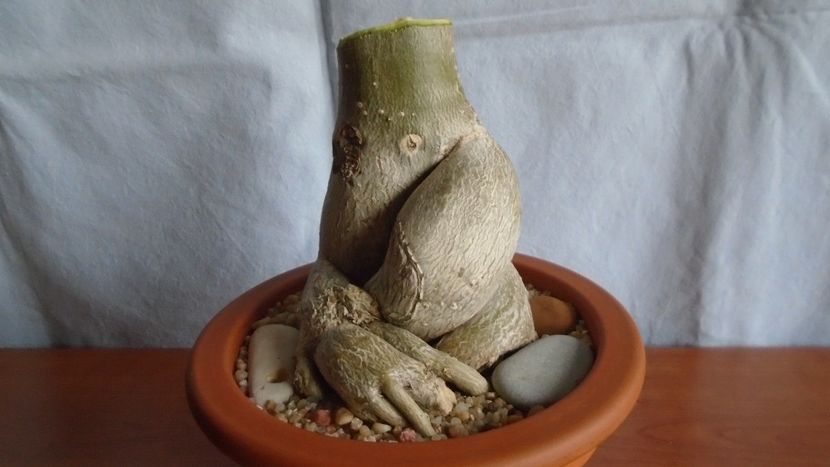 Adenium obesum - Caudiciforme - pachycaule si bulboase 2021