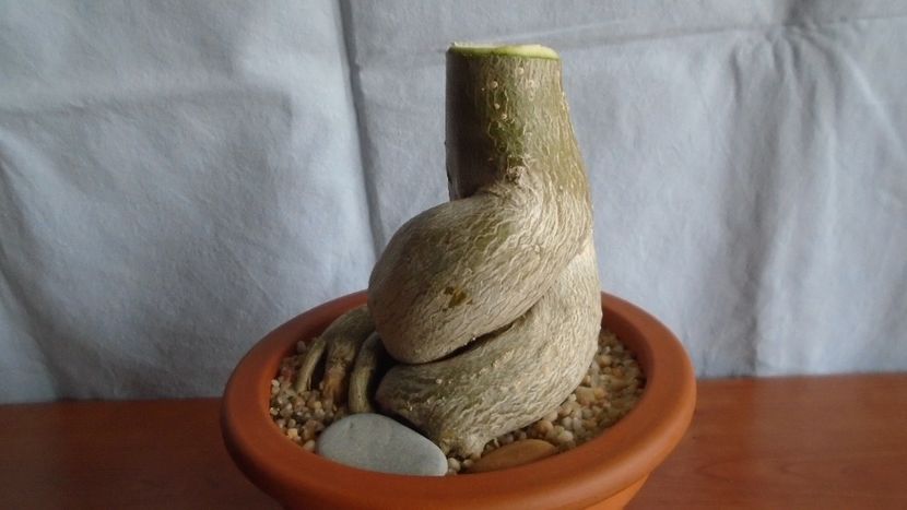 Adenium obesum - Caudiciforme - pachycaule si bulboase 2021