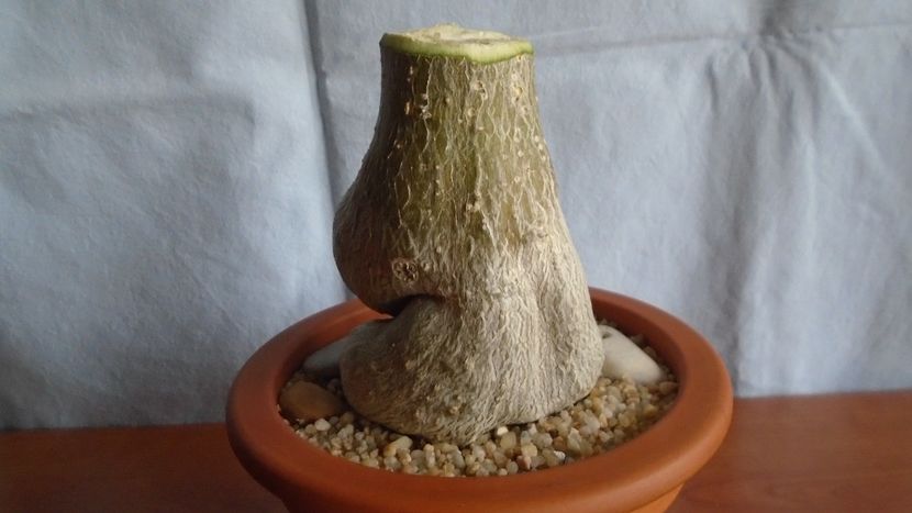 Adenium obesum - Caudiciforme - pachycaule si bulboase 2021