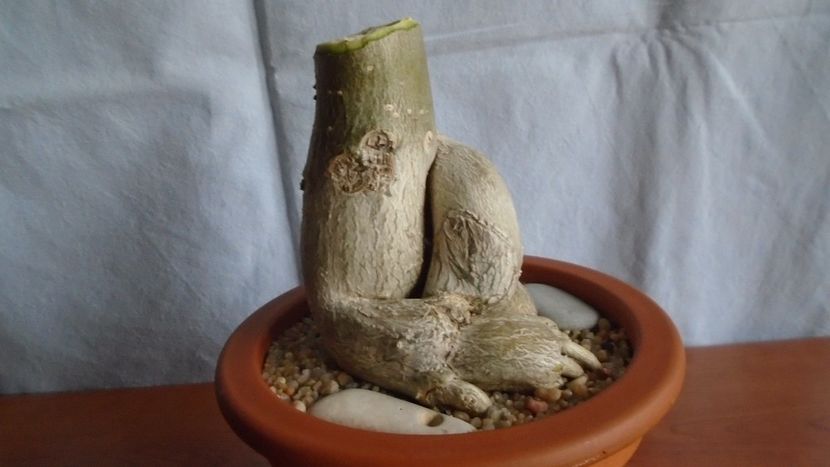 Adenium obesum - Caudiciforme - pachycaule si bulboase 2021