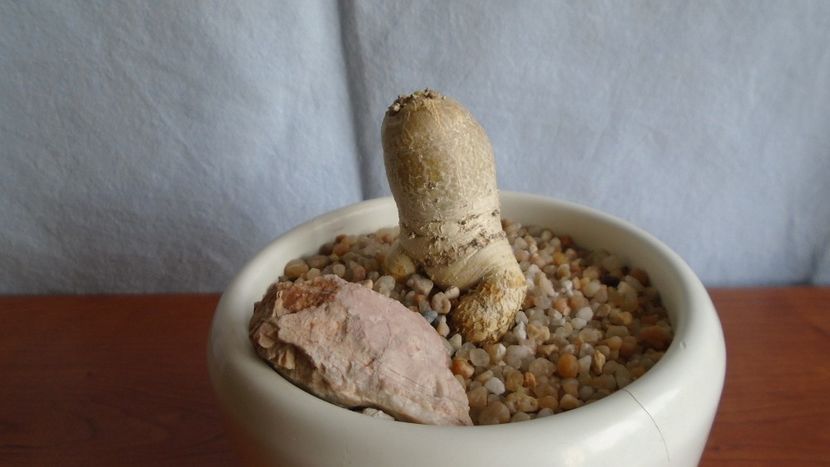 Euphorbia stellata - Caudiciforme - pachycaule si bulboase 2021