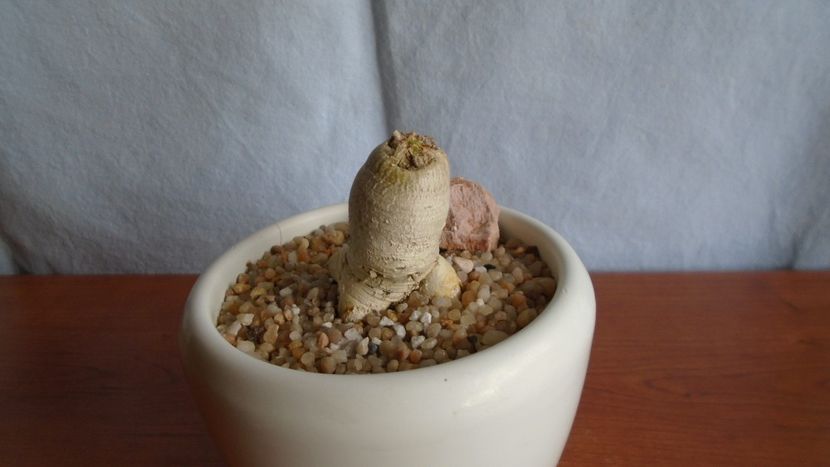 Euphorbia stellata - Caudiciforme - pachycaule si bulboase 2021