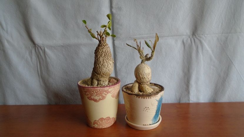 Fockea edulis & Euphorbia suzannae-marnierae - Caudiciforme - pachycaule si bulboase 2021