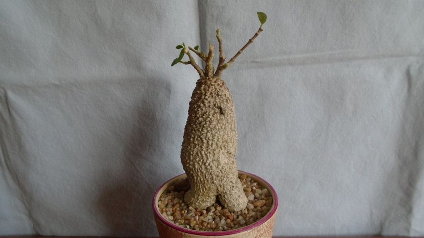 Fockea edulis - Caudiciforme - pachycaule si bulboase 2021