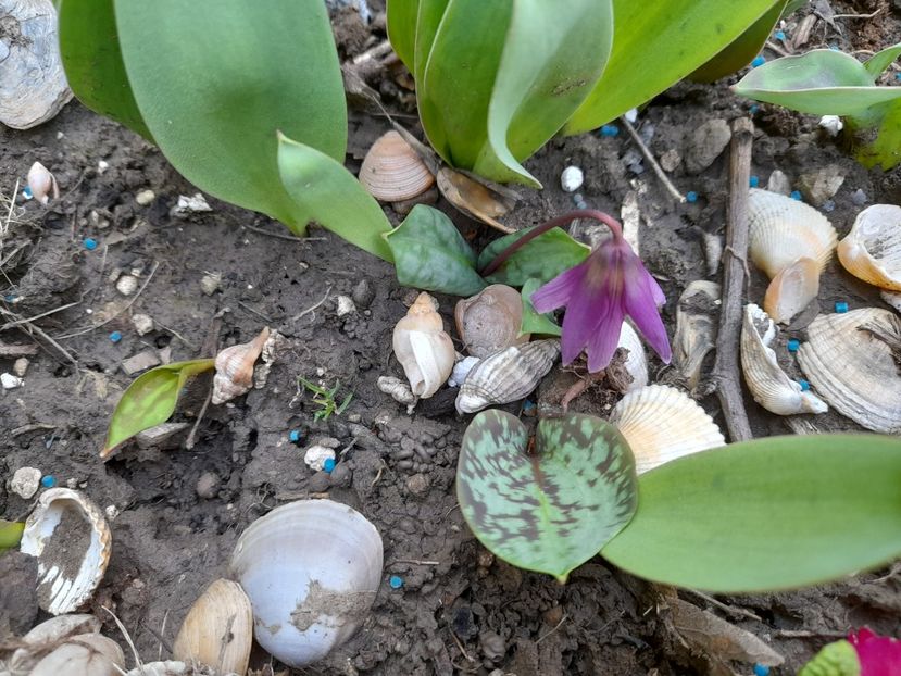  - File de primavara - 2021