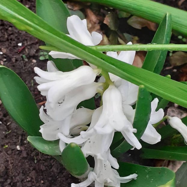  - 002Flori de primăvară 2021