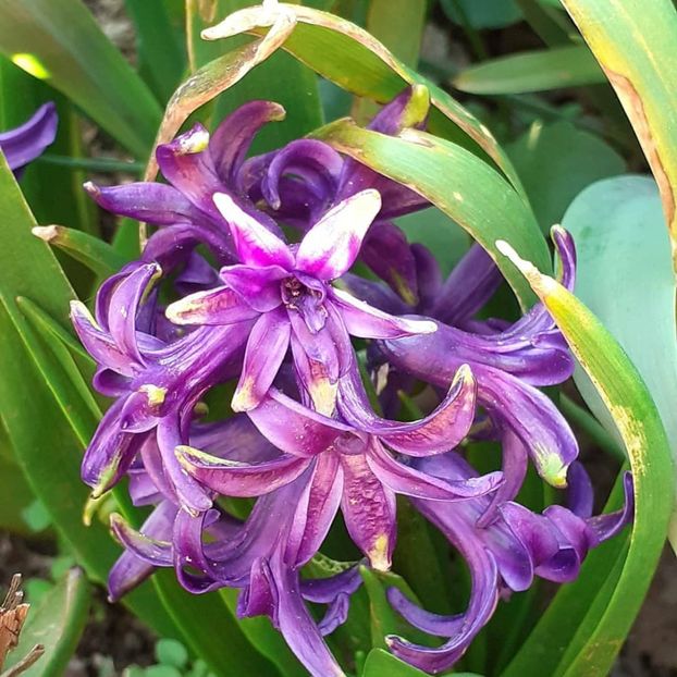  - 002Flori de primăvară 2021