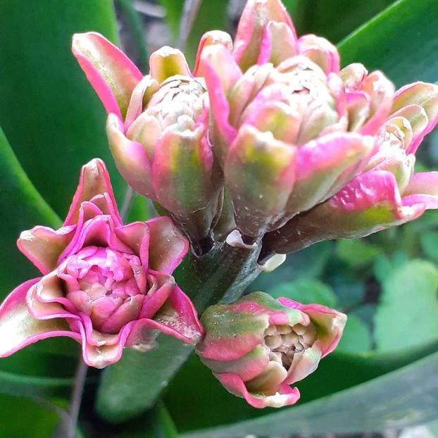  - 002Flori de primăvară 2021