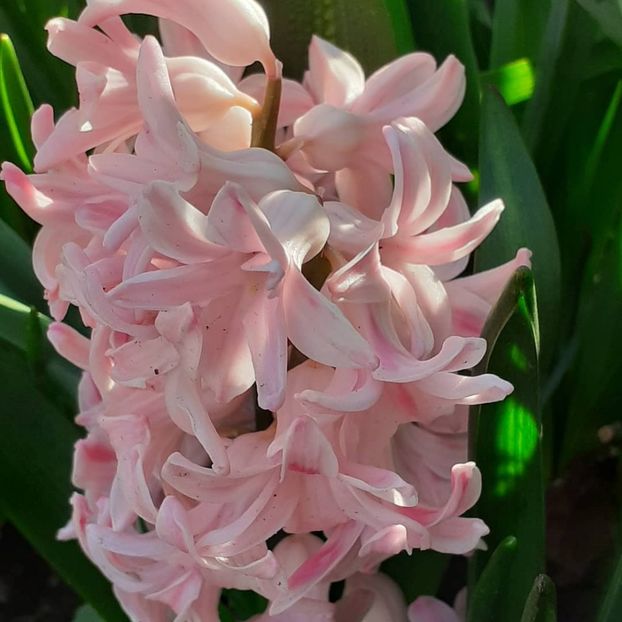  - 002Flori de primăvară 2021